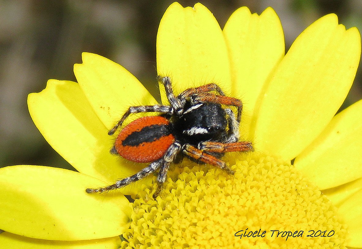 Philaeus chrysops